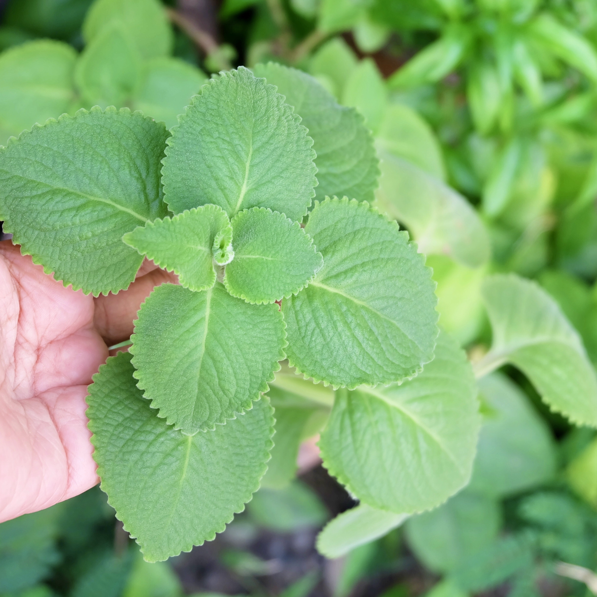 panikoorka indoor plant Cuban Oregano 30+ Seeds (Plectranthus amboinicus) – Organic Culinary H – Terra Mater Gardens