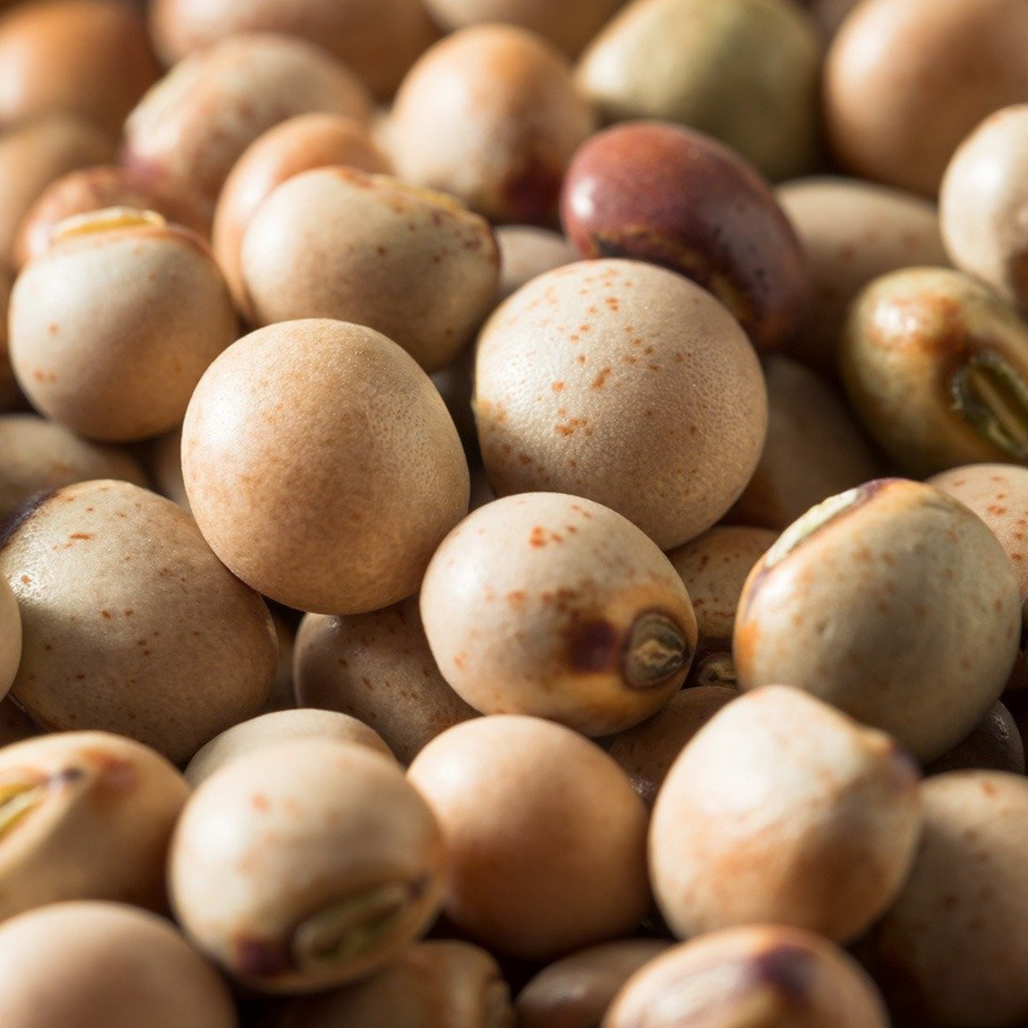 pigeon pea seeds for planting Pigeon Pea 20+ Seeds (Cajanus cajan) – Jamaican Gungo Peas – Heirloom – Terra Mater Gardens