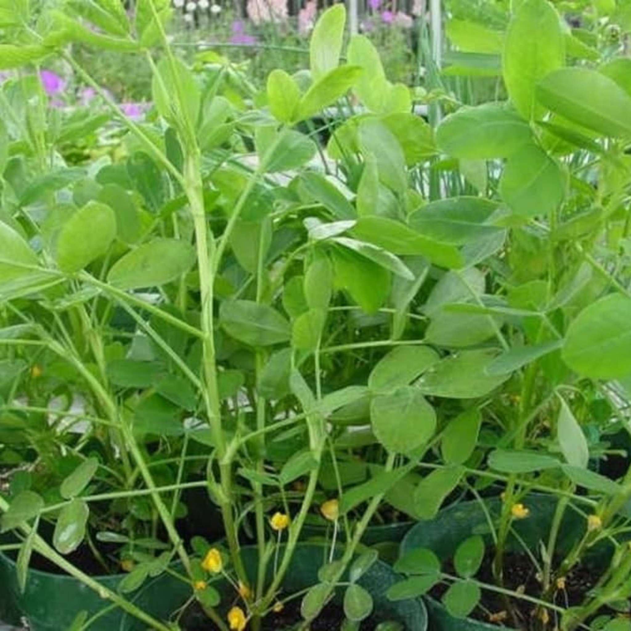 where to get peanut seeds for planting Tennessee Red Peanut 10+ Seeds (Arachis hypogaea 'Tennessee Red') – Tr –  Terra Mater Gardens