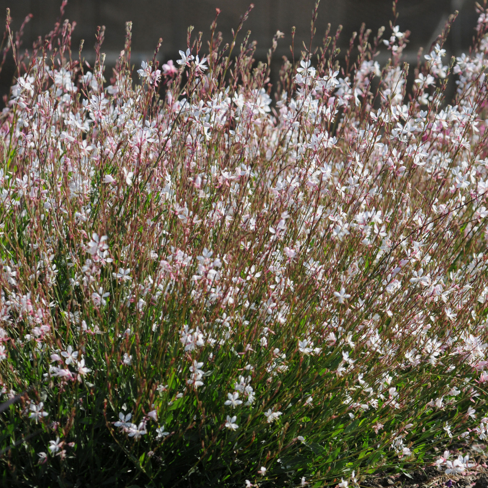 gaura flower seeds Gaura Lindheimeri 50+ Seeds (Oenothera lindheimeri) – Organic Wildflow – Terra Mater Gardens