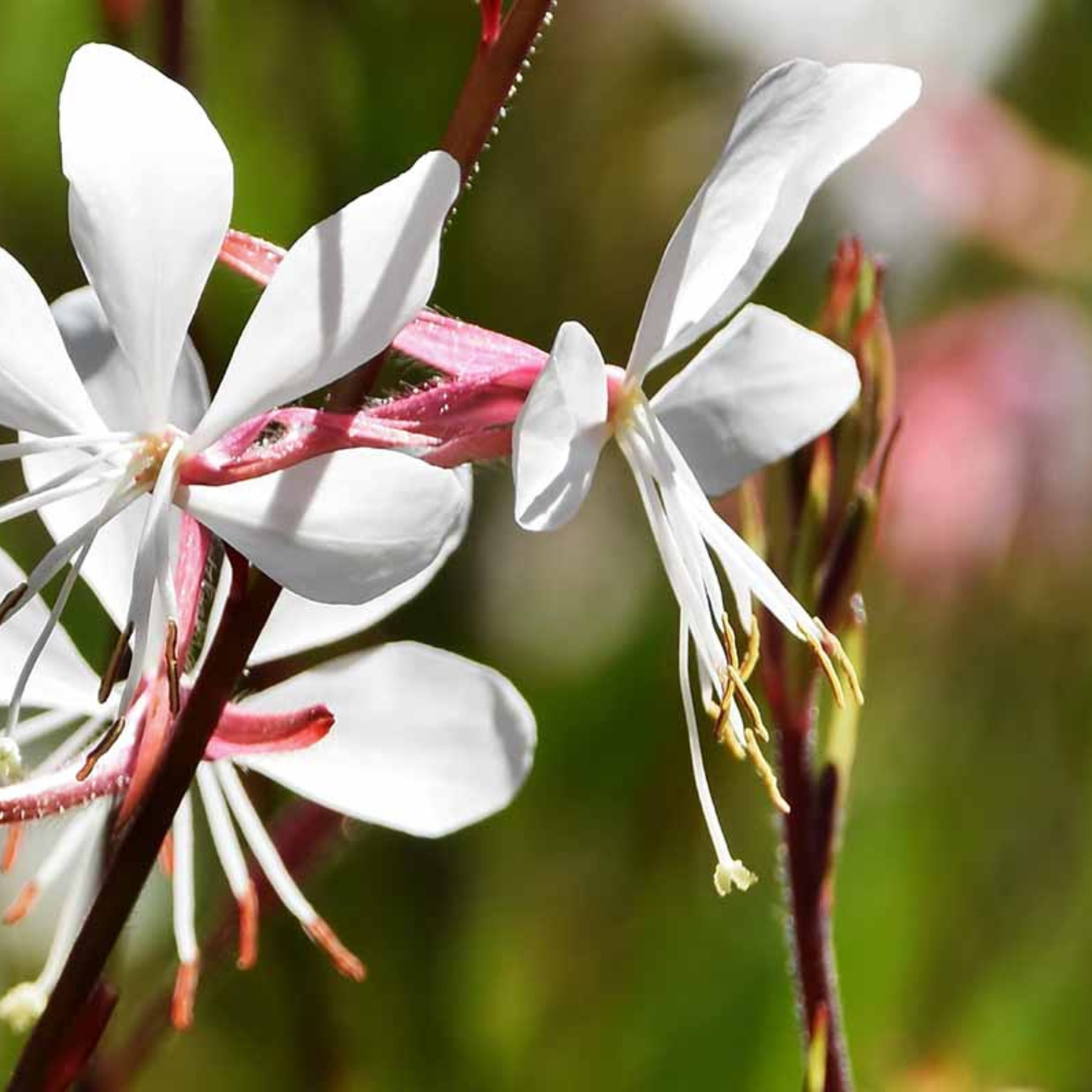 gaura flower seeds Gaura Lindheimeri 50+ Seeds (Oenothera lindheimeri) – Organic Wildflower with Graceful White & Pink Blooms – Pollinator-Friendly Garden Addition
