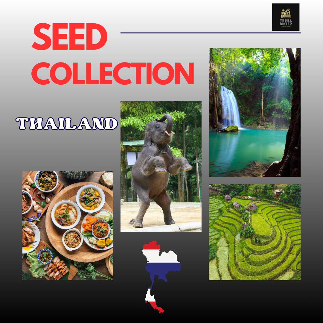 thai garden seeds πΉπ Thailand Seed Collection Bring Thai gardens home with aromatic herb β Terra Mater Gardens