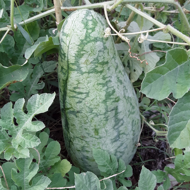 Strawberry Watermelon Seeds Organic (Citrullus lanatus) – Juicy, sweet ...