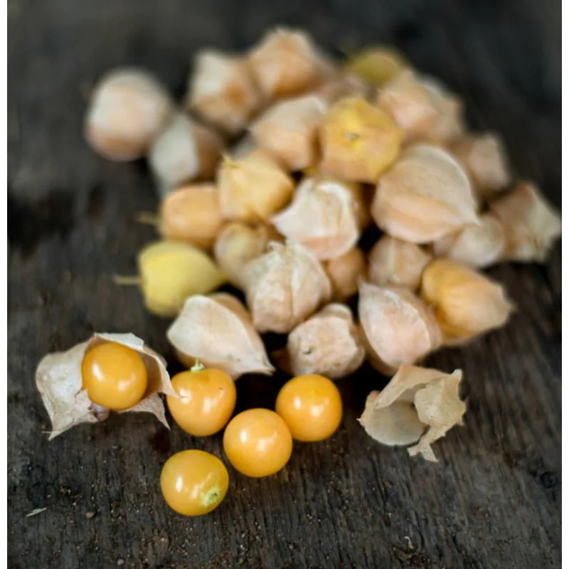Aunt Molly's Ground Cherry Seeds Organic (Physalis pruinosa) – Sweet ...