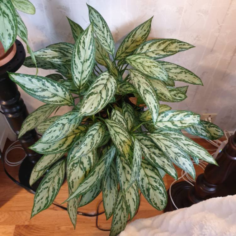 aglaonema silver queen plant Aglaonema Silver Queen Plant Plug (Aglaonema 'Silver Queen') – Elegant – Terra Mater Gardens
