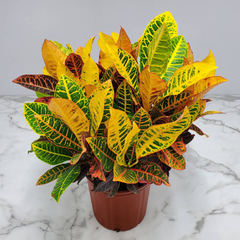 croton mammy toxic to dogs Croton Petra Plant Plug (Codiaeum variegatum 'Petra') – Vibrant, multi – Terra Mater Gardens
