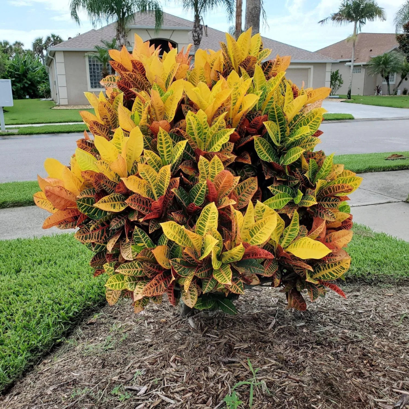 red and yellow house plant Croton Petra Plant Plug (Codiaeum variegatum 'Petra') – Vibrant, multi – Terra Mater Gardens