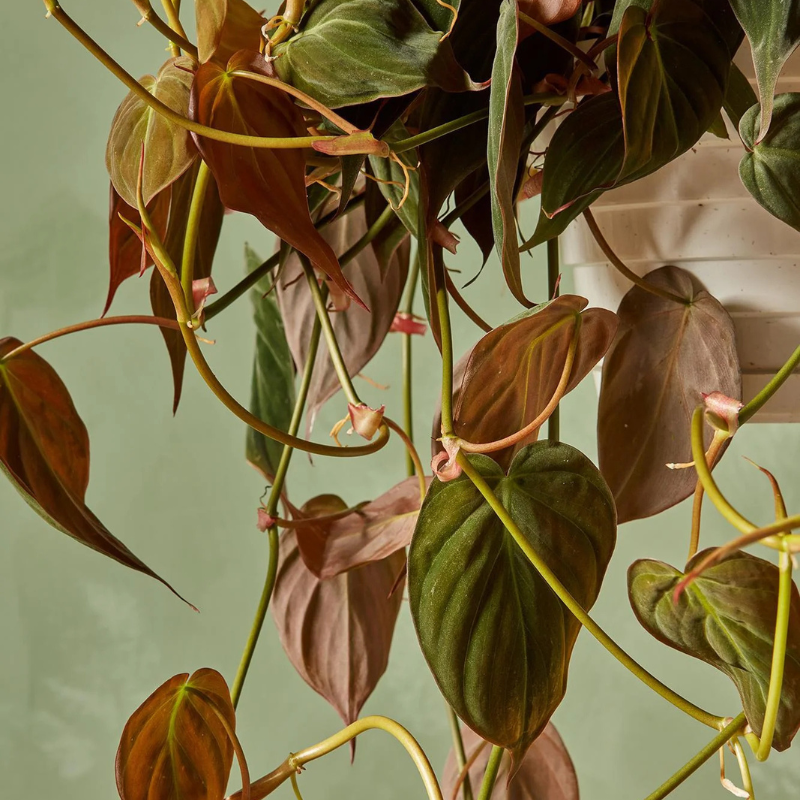 philodendron hederaceum var. micans Philodendron Micans Plant Plug (Philodendron hederaceum var. hederaceu –  Terra Mater Gardens