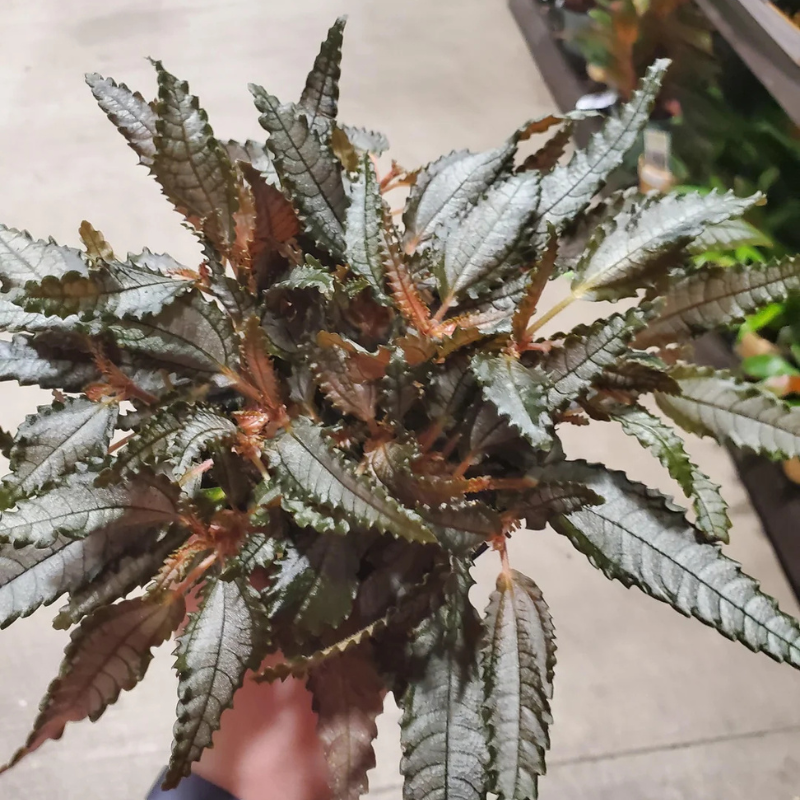 dark mystery house plant Pilea Dark Mystery Plant Plug (Pilea involucrata) – Unique foliage plant with dark green, deeply textured leaves. Easy to grow and perfect for