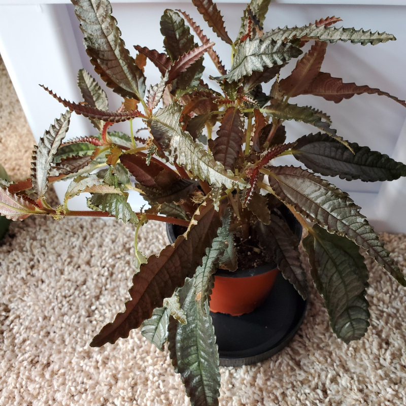 dark mystery house plant Pilea Dark Mystery Plant Plug (Pilea involucrata) – Unique foliage plant with dark green, deeply textured leaves. Easy to grow and perfect for