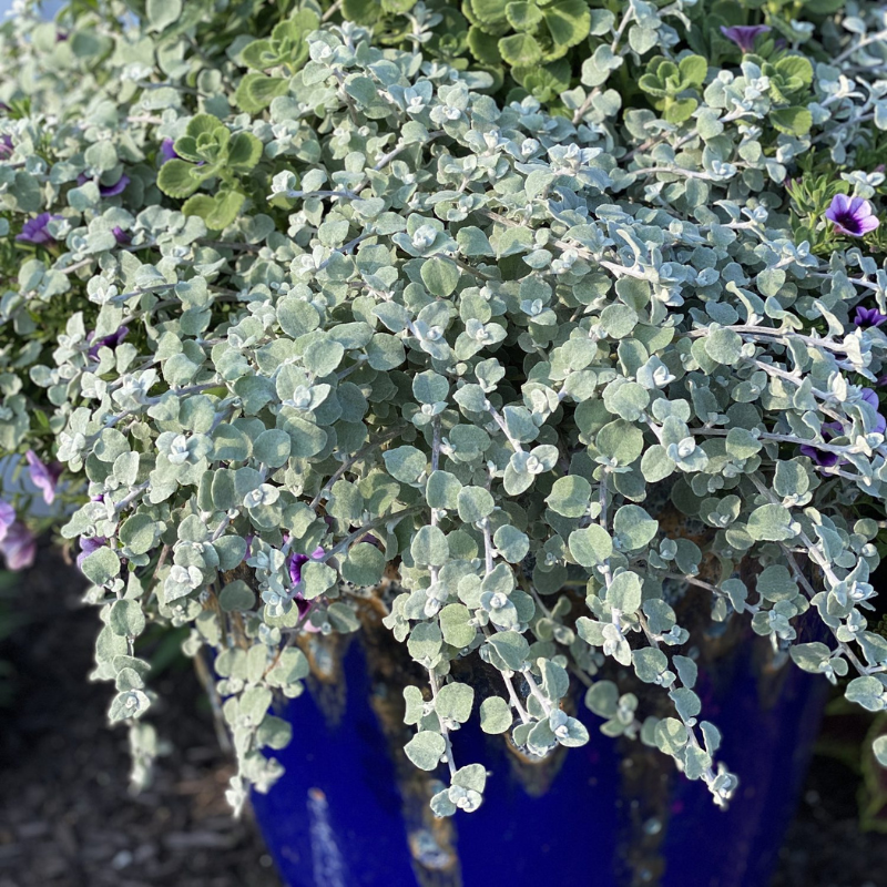 hanging licorice plant Helichrysum Licorice Plant Plug (Helichrysum petiolare) – Silver-gray trailing foliage with a soft, velvety texture. Drought-tolerant and great for