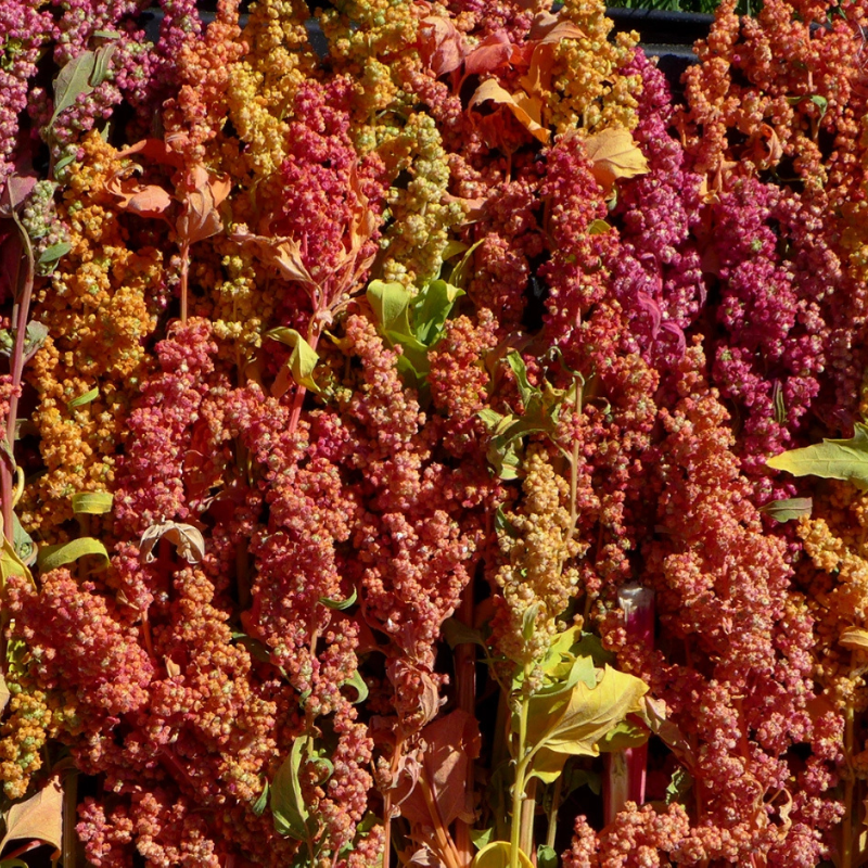 organic quinoa seeds for planting Rainbow Quinoa Seeds (Organic) (Chenopodium quinoa) – Colorful mix of – Terra Mater Gardens