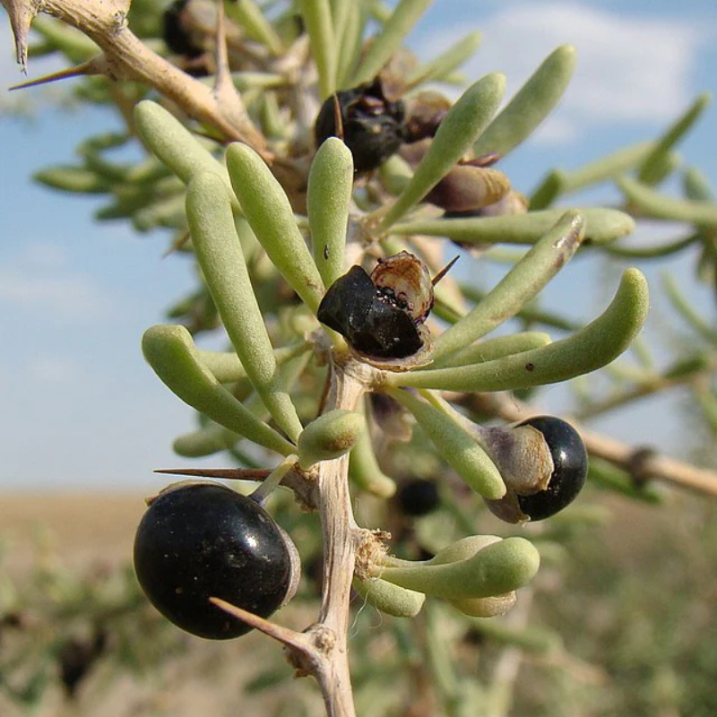 goji berry seeds for planting Black Goji Berry Seeds (Organic) (Lycium ruthenicum) – Rare superfood – Terra Mater Gardens