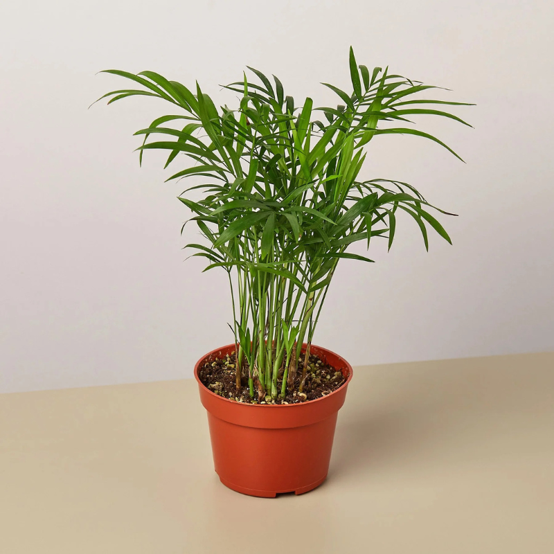 parlor palm seed pods Parlor Palm Seeds (Chamaedorea elegans) – Classic houseplant with deli – Terra Mater Gardens