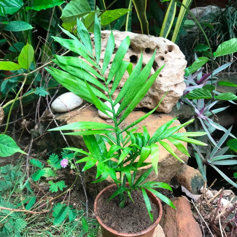 parlor palm seeds on plant Parlor Palm Seeds (Chamaedorea elegans) – Classic houseplant with deli – Terra Mater Gardens