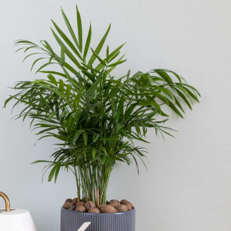 parlor palm seeds for sale Parlor Palm Seeds (Chamaedorea elegans) – Classic houseplant with deli – Terra Mater Gardens