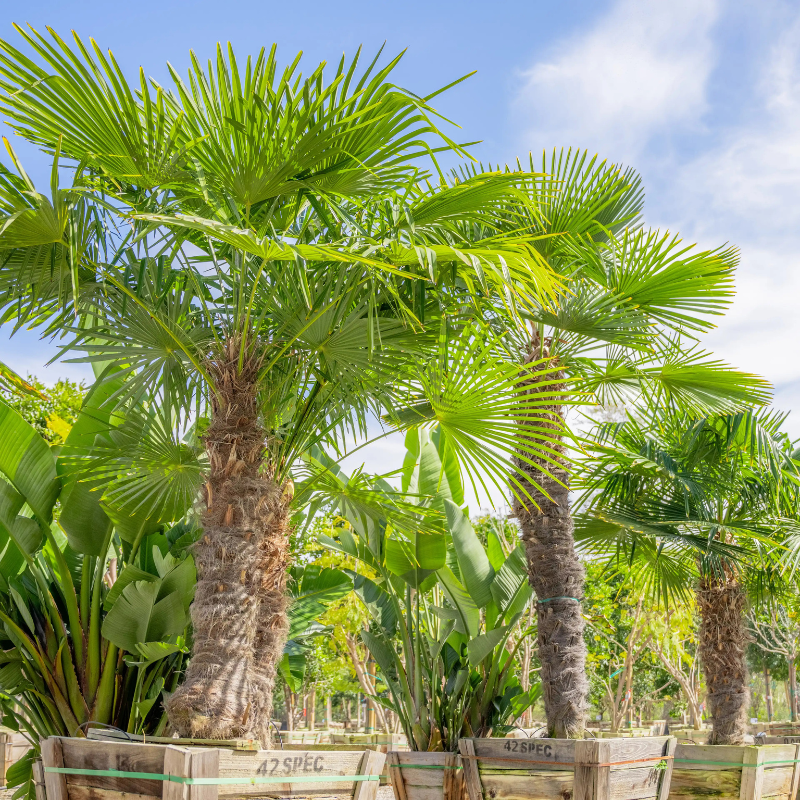 planting windmill palm seeds Windmill Palm Seeds (Trachycarpus fortunei) – Hardy, cold-tolerant pal – Terra Mater Gardens