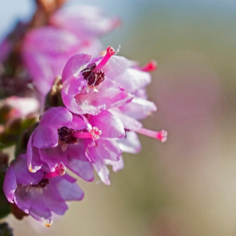 heather plant seeds Heather Seeds (Calluna vulgaris) – Hardy perennial with tiny flowers, great for pollinators. Thrives in acidic soil. Drought and cold-tolerant