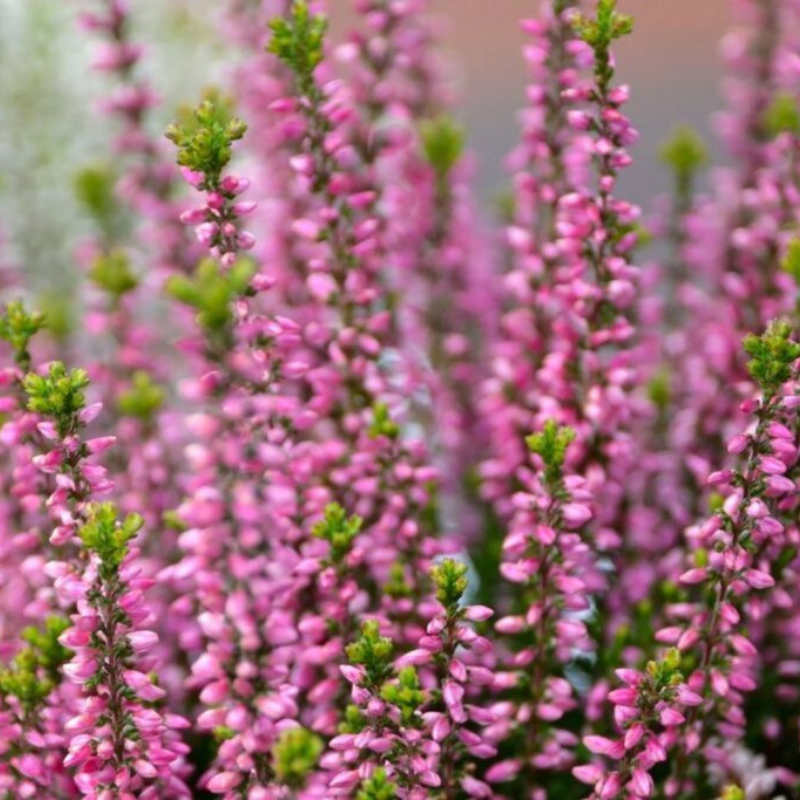 heather flower seeds Heather Seeds (Calluna vulgaris) – Hardy perennial with tiny flowers, great for pollinators. Thrives in acidic soil. Drought and cold-tolerant