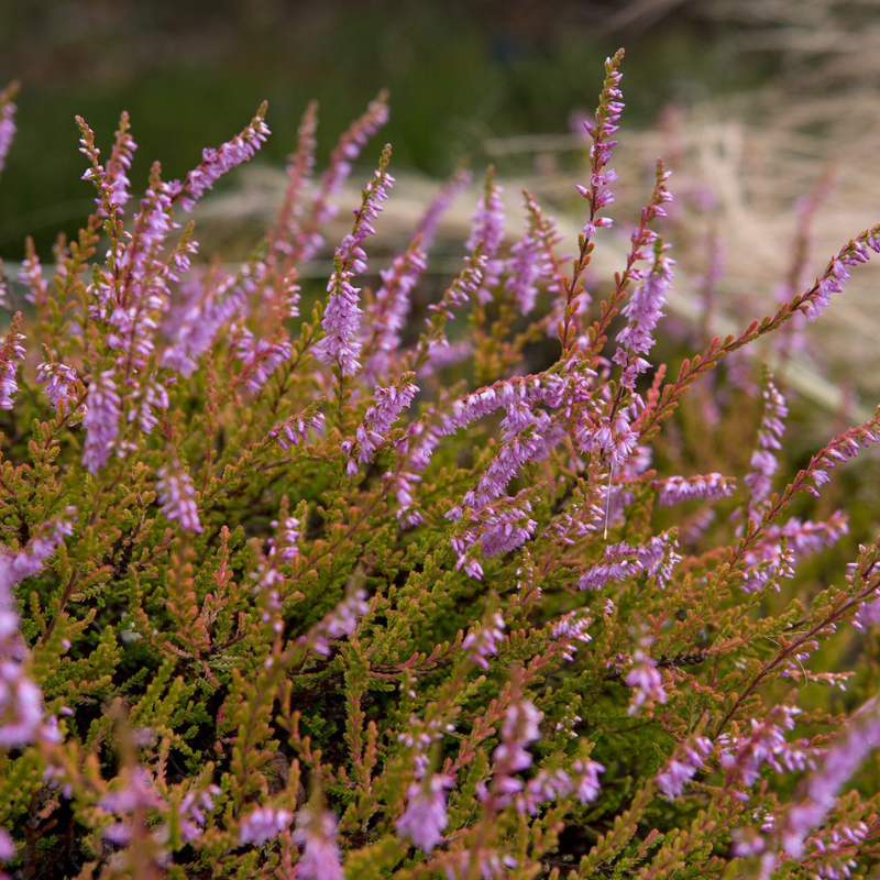 lavender heather plant Heather Seeds (Calluna vulgaris) – Hardy perennial with tiny flowers, – Terra Mater Gardens