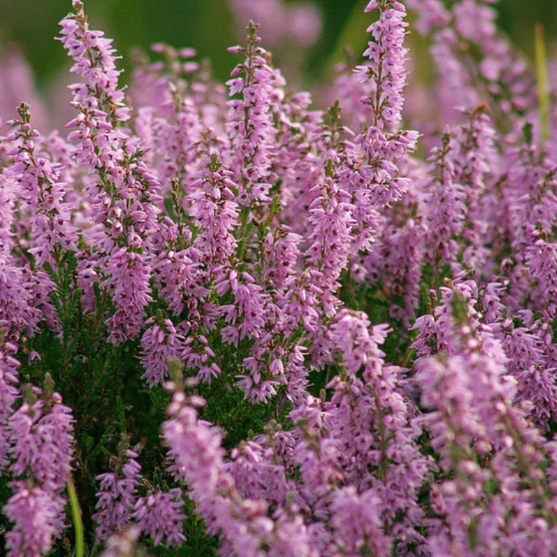 heather lavender flower Heather Seeds (Calluna vulgaris) – Hardy perennial with tiny flowers, great for pollinators. Thrives in acidic soil. Drought and cold-tolerant