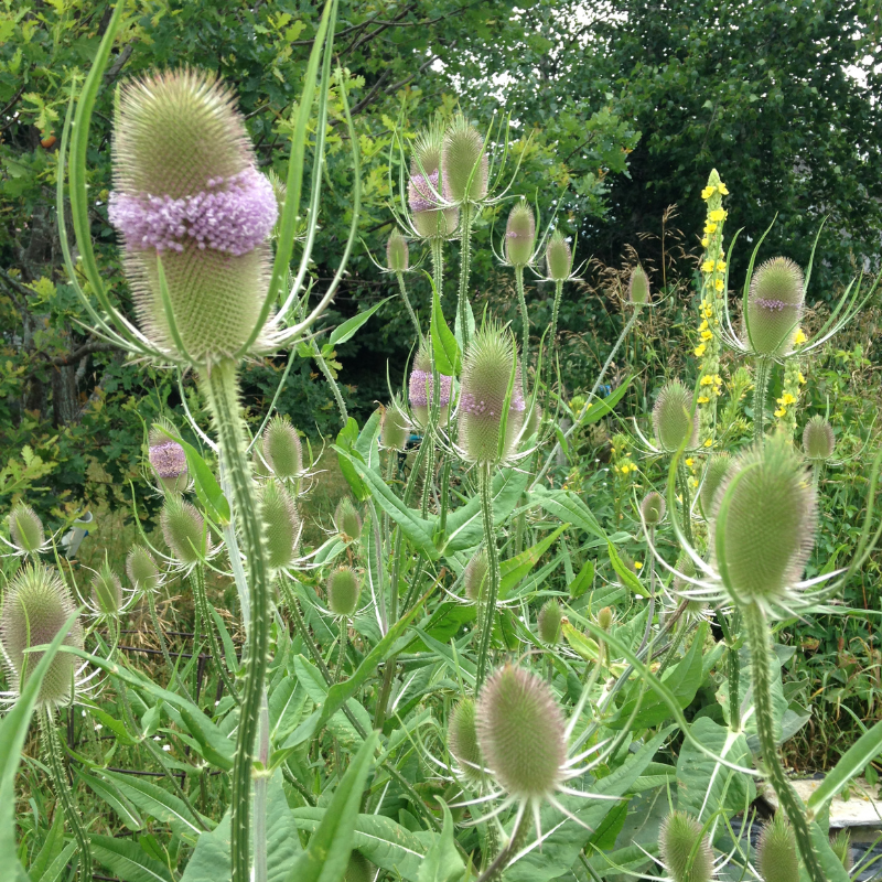 teasel plant seeds Teasel Root Organic Seeds (Dipsacus fullonum) – Biennial herb with spi – Terra Mater Gardens