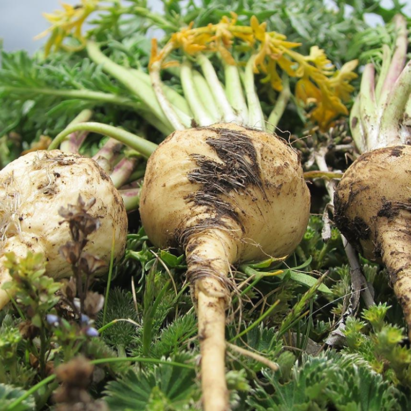 maca root plant seeds Maca Organic Seeds (Lepidium meyenii) – Andean root vegetable known for its adaptogenic properties. Grows in cool climates with high altitudes