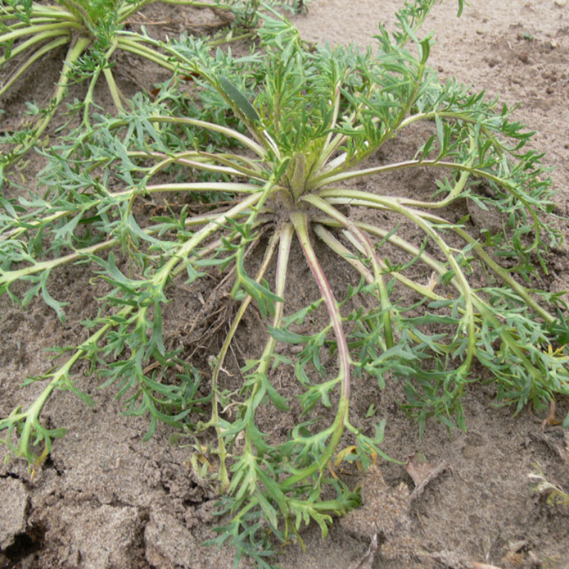 maca plant seeds Maca Organic Seeds (Lepidium meyenii) – Andean root vegetable known fo – Terra Mater Gardens
