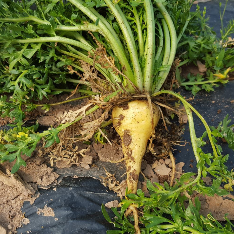maca root plant seeds Maca Organic Seeds (Lepidium meyenii) – Andean root vegetable known fo – Terra Mater Gardens