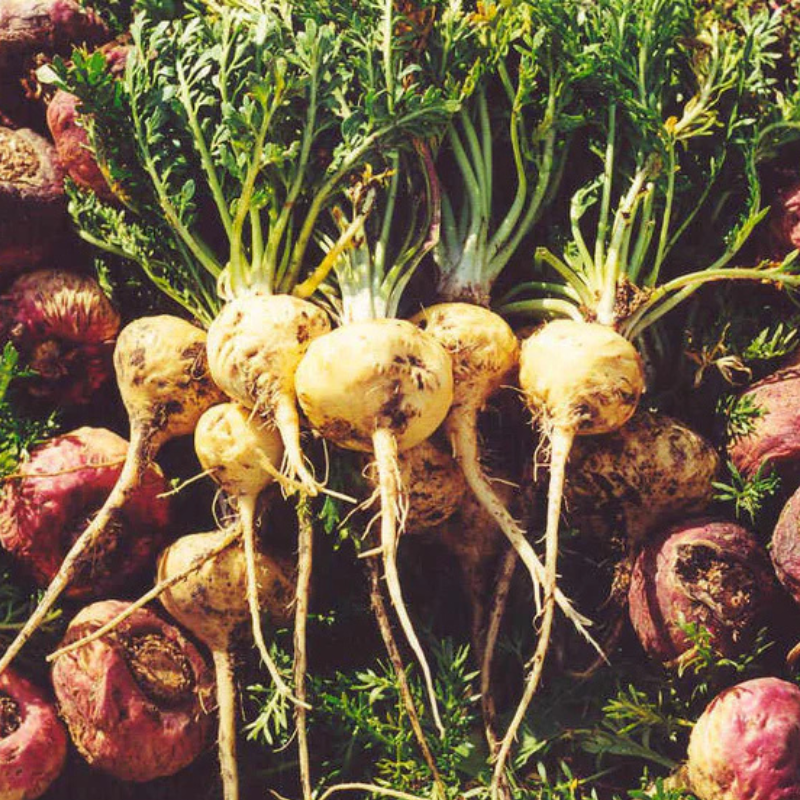 maca root plant seeds Maca Organic Seeds (Lepidium meyenii) – Andean root vegetable known for its adaptogenic properties. Grows in cool climates with high altitudes