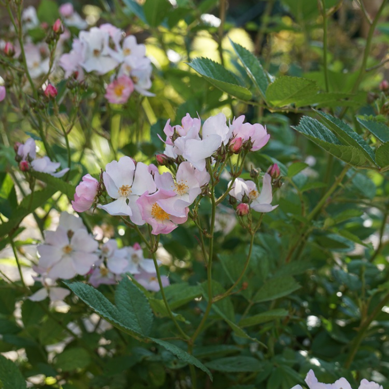 angel rose seeds Rose Organic Seeds (Rosa chinensis 'Angel Wings') – Delicate, fragrant – Terra Mater Gardens