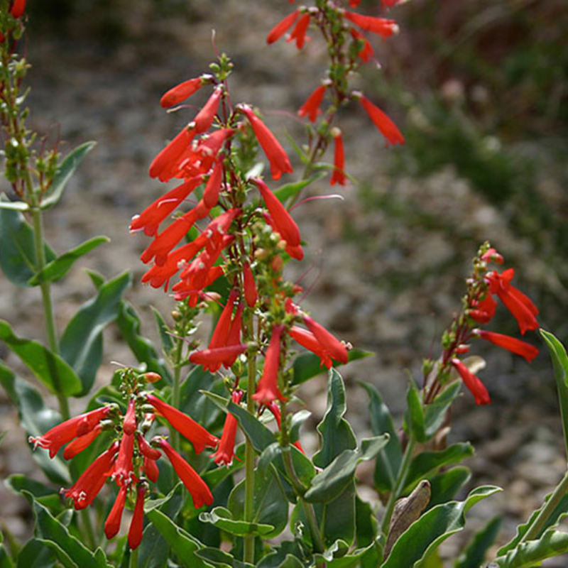 Penstemon Rust Penstemon – Terra Mater Gardens