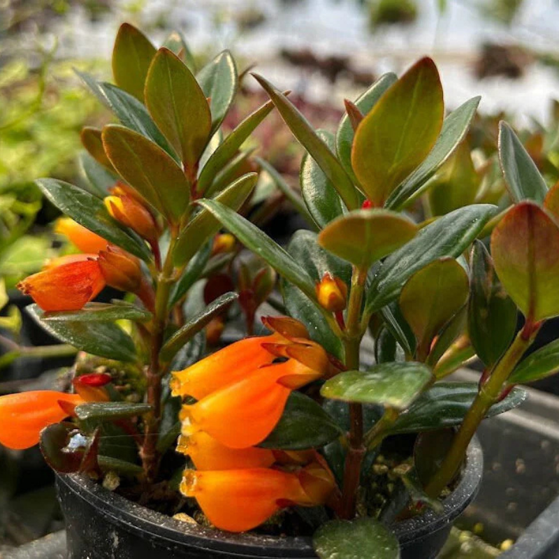 goldfish succulent Goldfish Pele Plant Plug (Nematanthus spp.) – A trailing houseplant wi – Terra Mater Gardens