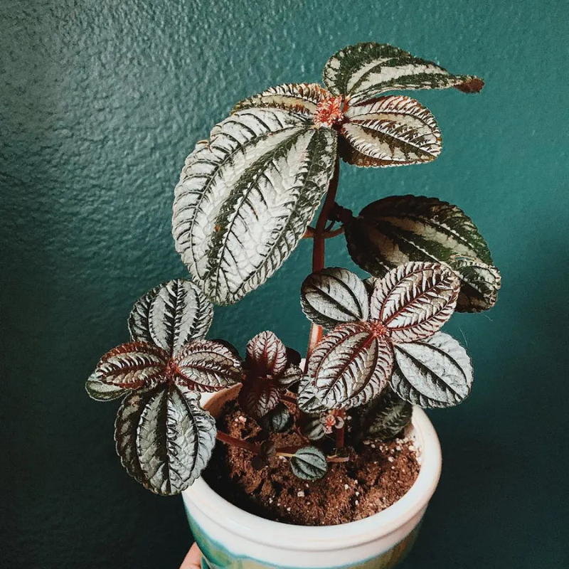 indoor friendship plant Pilea Friendship Plant Plug (Pilea involucrata) – Compact, fast-growin – Terra Mater Gardens