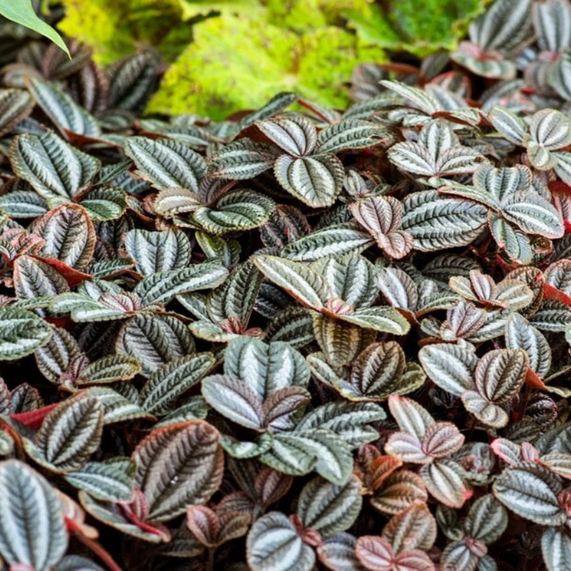 friendship plant seeds Pilea Friendship Plant Plug (Pilea involucrata) – Compact, fast-growing houseplant with deeply textured green leaves and bronze undertones. Great for