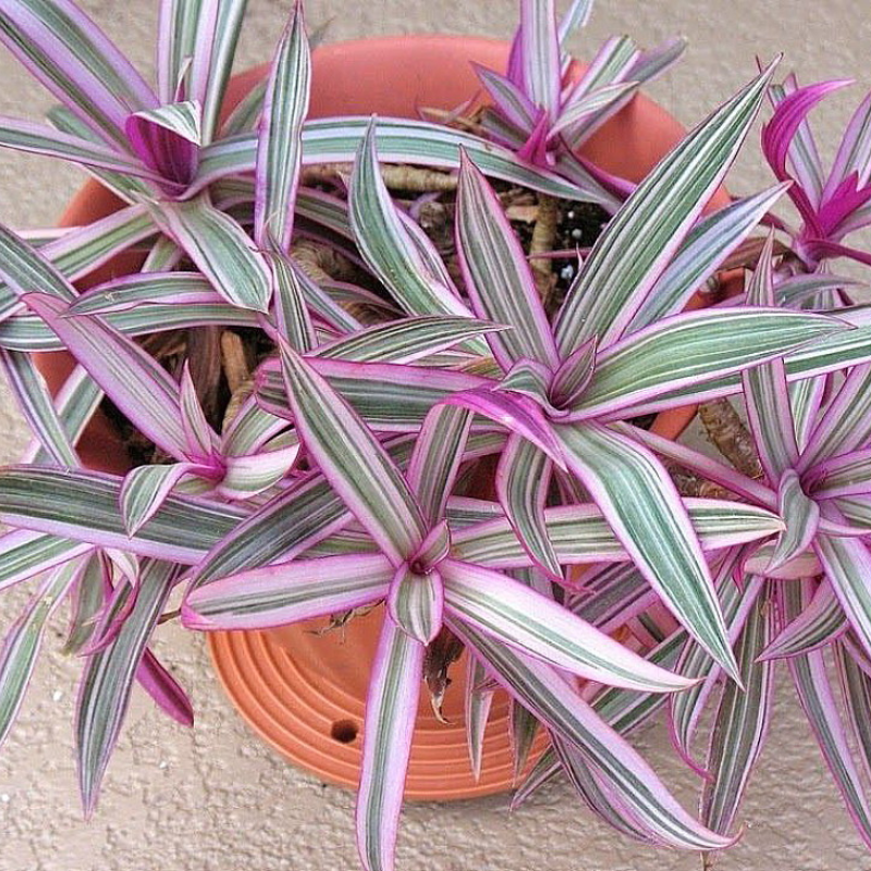 Plug Discolor Rhoeo Discolor Tricolor Plant Plug (Tradescantia spathacea 'Tricolor ...