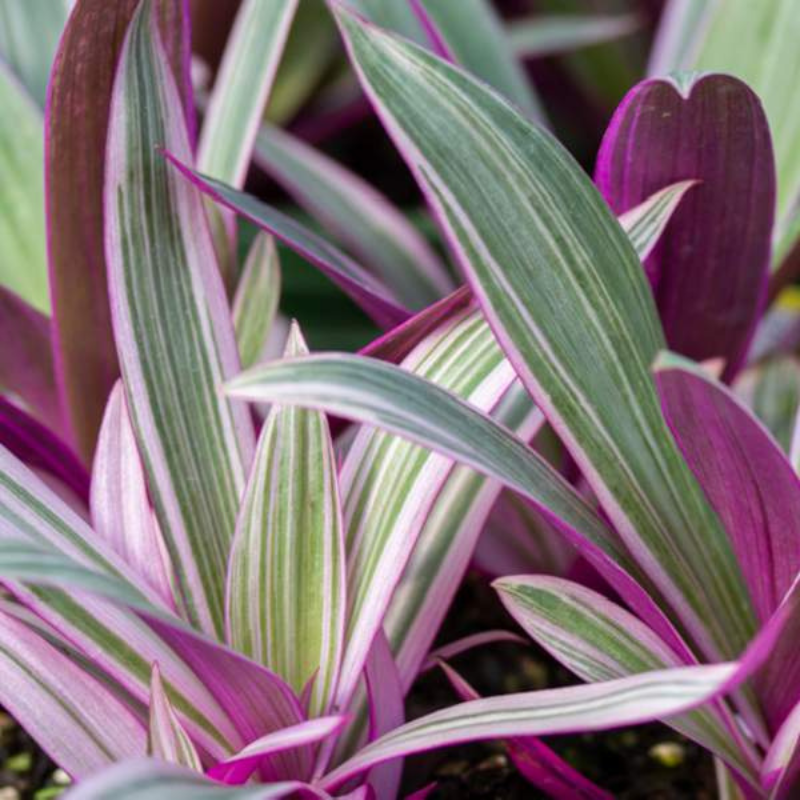 Plug Discolor Rhoeo Discolor Tricolor Plant Plug (Tradescantia spathacea 'Tricolor ...