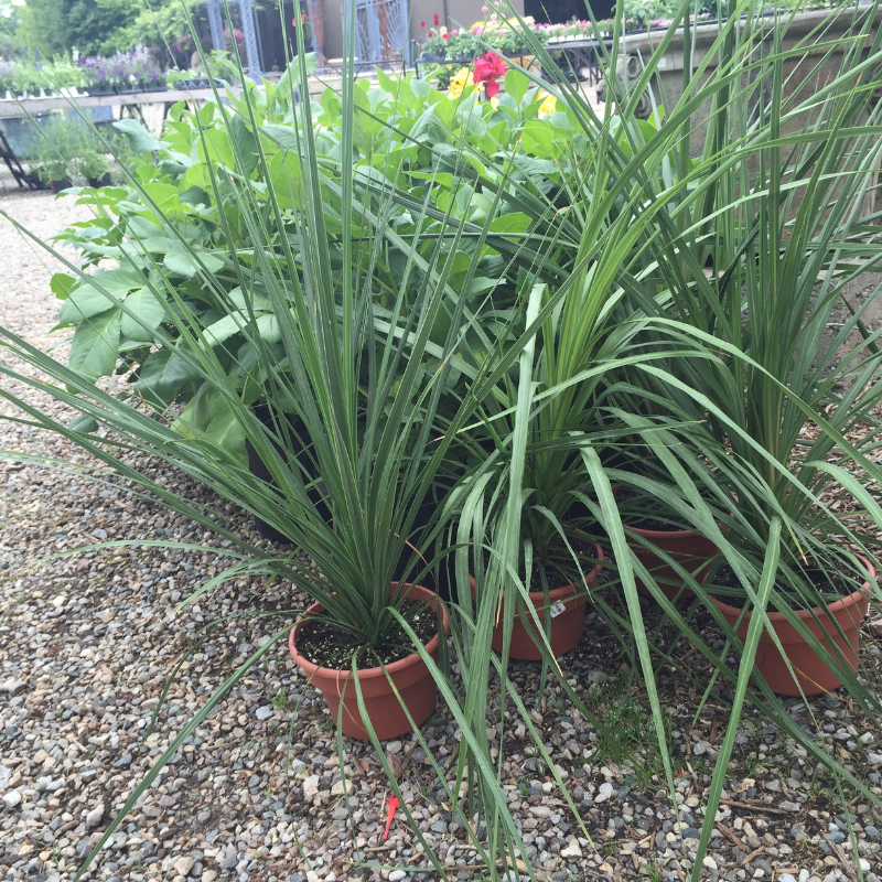 dracaena and spider plant Dracaena Indivisa Plant Plug (Dracaena indivisa) – 
