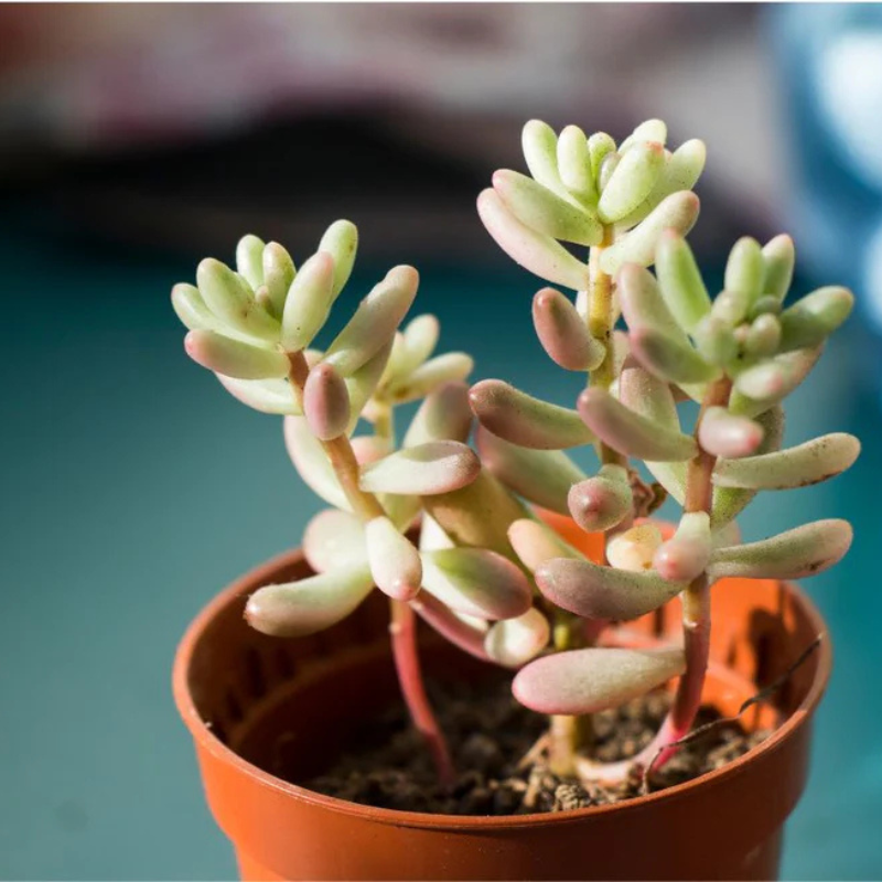 succulent plug plants Sedum Pachyphyllum Plant Plug (Sedum pachyphyllum) – Plump, blue-green leaves with red tips, drought-tolerant and great for rock gardens