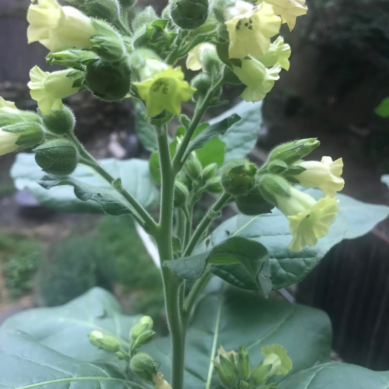 how to harvest seeds from tobacco plants When to harvest tobacco seeds? how to harvest seeds from tobacco plants When to harvest tobacco seeds?