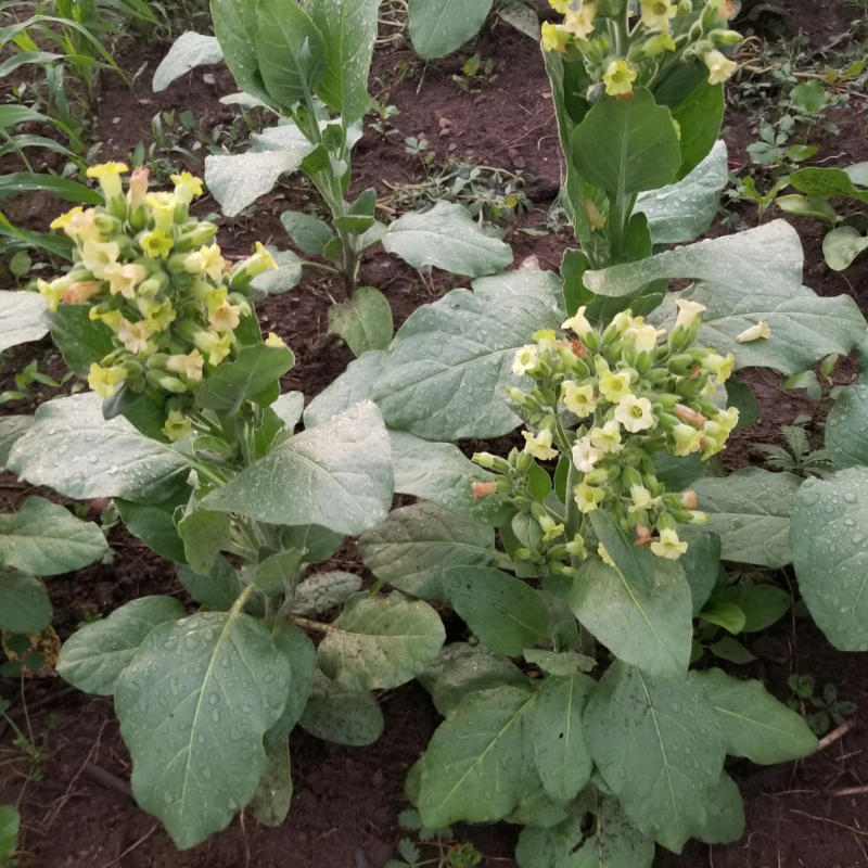 indigenous tobacco plant Sacred Hopi Tobacco Organic Seeds (Nicotiana rustica) – Traditional ce – Terra Mater Gardens indigenous tobacco plant Sacred Hopi Tobacco Organic Seeds (Nicotiana rustica) – Traditional ce – Terra Mater Gardens