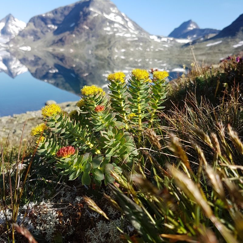 Rhodiola Organic Seeds (Rhodiola rosea) – Hardy, cold-tolerant perenni ...