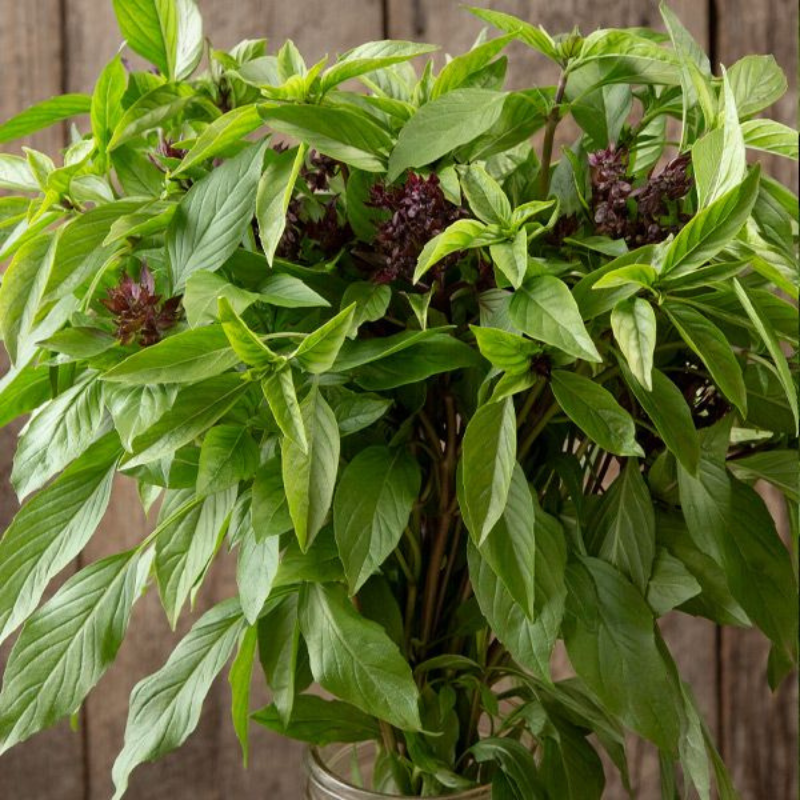 Ocimum Basilicum Var Thyrsiflora Seeds