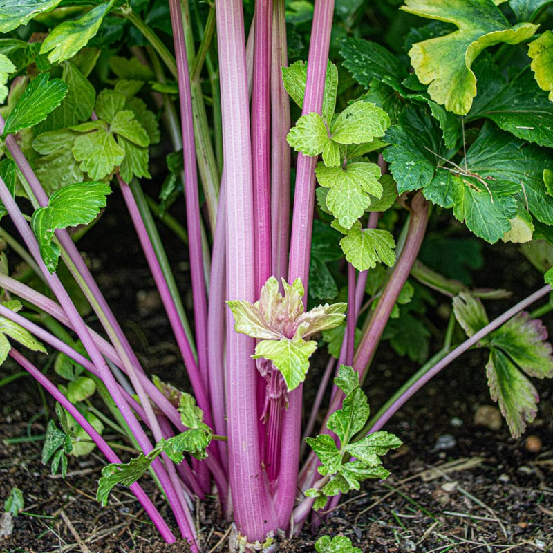 celery seed plant Chinese Pink Celery Seeds (Apium graveolens) – Unique pink-stemmed cel – Terra Mater Gardens