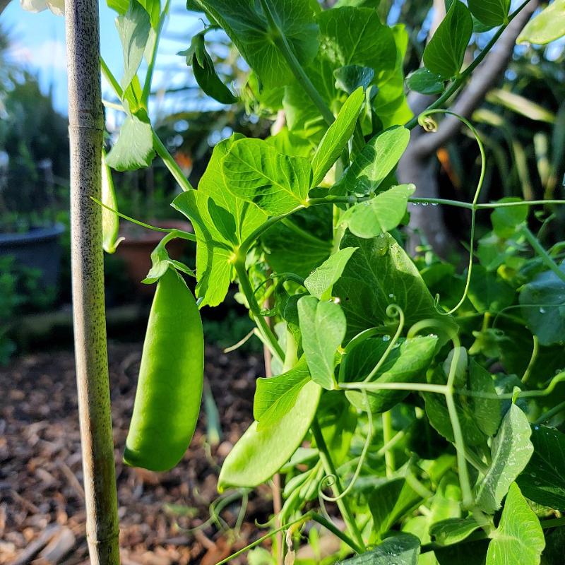 succulent snowbird Snowbird Pea Organic Seeds (Pisum sativum) – Early-maturing, compact s –  Terra Mater Gardens