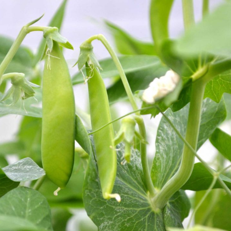 snow pea seeds for planting Snowbird Pea Organic Seeds (Pisum sativum) – Early-maturing, compact s – Terra Mater Gardens