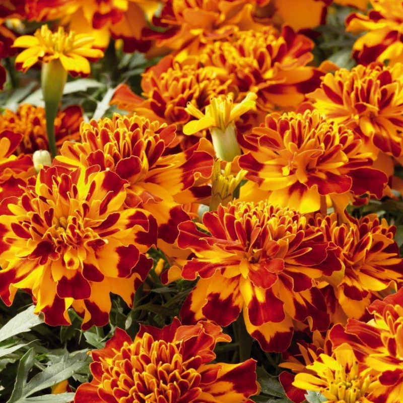 Semillas Margaritas Semillas De Caléndula Bolero - Tagetes Patula Nana - Flores Dobles Color Semillas Margaritas Semillas De Caléndula Bolero - Tagetes Patula Nana - Flores Dobles Color