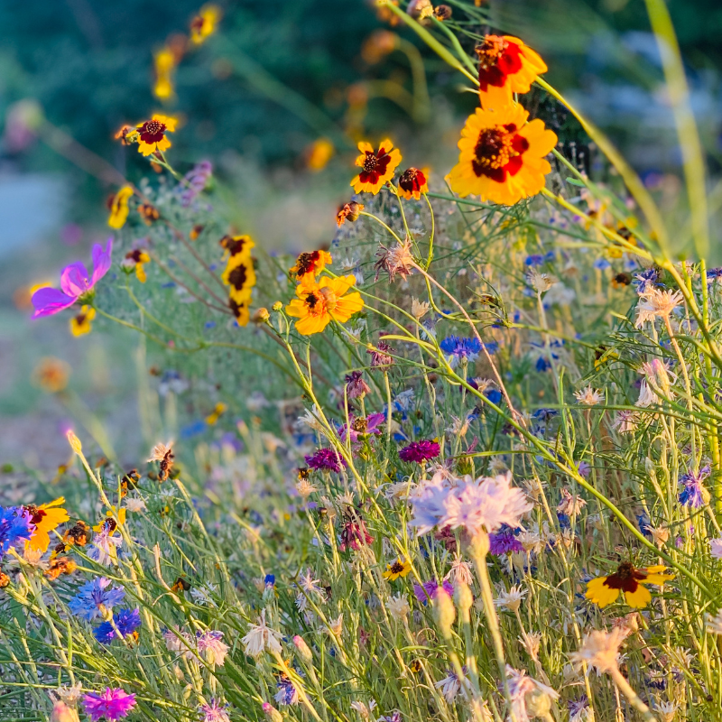 wildflower meadow seed mix Wildflower Sunny Meadow Mix Organic Seeds – Sun-loving wildflowers in – Terra Mater Gardens