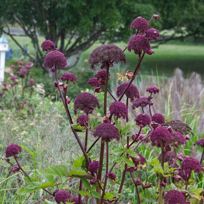 Giant Purple Angelica Organic Seeds (Angelica atropurpurea) Tall strik   Terra Mater Gardens