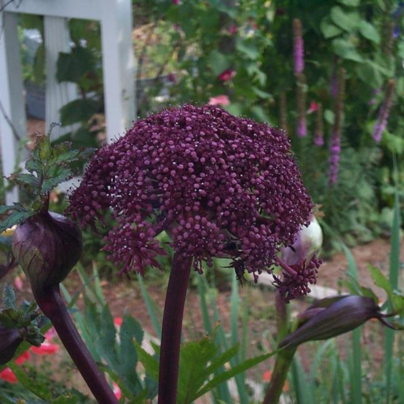giant purple dracaena Giant Purple Angelica Organic Seeds (Angelica atropurpurea) Tall strik – Terra Mater Gardens